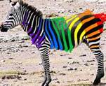 zebra-