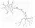neuron-synapse
