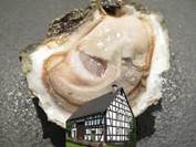 oysterHau.bmp