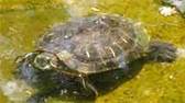turtle-SVI-PD--Defensive_tu