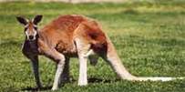 australia-kangaroo-SVI-PD-