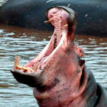 singing hippo