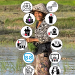 woman planting rice